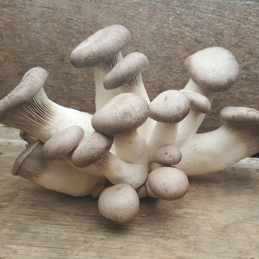 Champignon - pleurote king noir