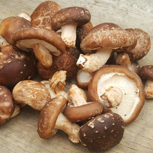 Champignon - Shiitake