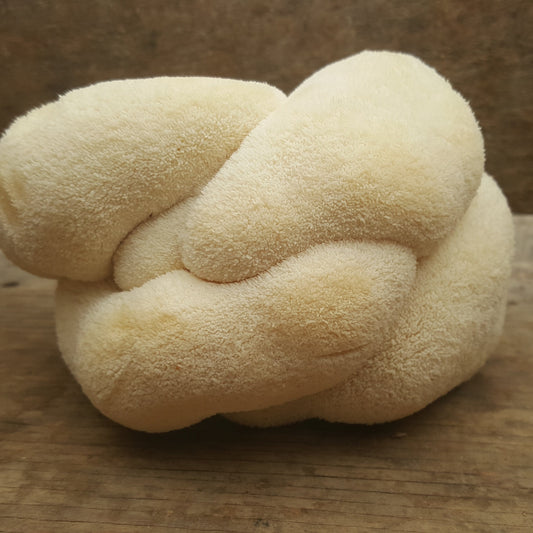 Champignon - Crinière de lion