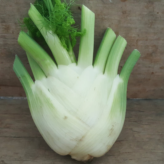Fenouil (petit)