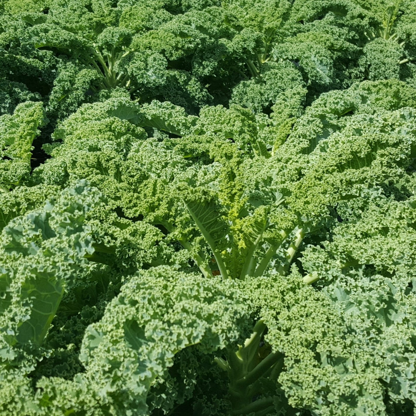 Chou kale frisé