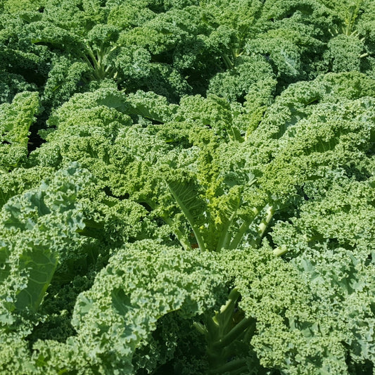 Chou kale