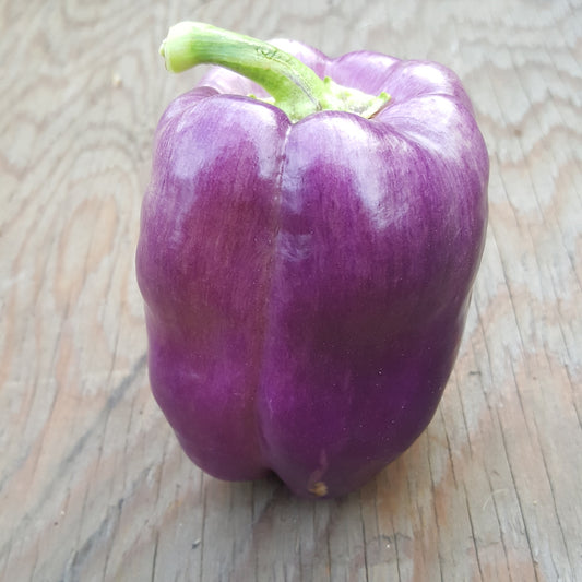 Poivron mauve (petit)