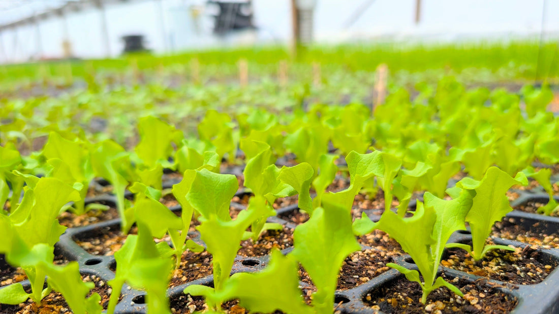 2026-04-02 La ferme se réveille 🌱/ The farm is waking up 🌱