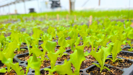2026-04-02 La ferme se réveille 🌱/ The farm is waking up 🌱