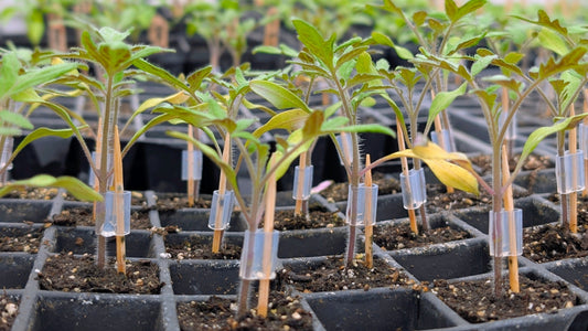 2026-04-15 Grande nouvelle pour nos plants de tomates 🍅/ Exciting news about our tomato seedlings 🍅