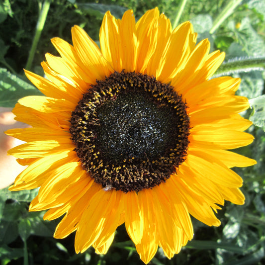 Tournesol