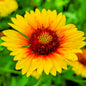 Gaillardes (tx. incl.)