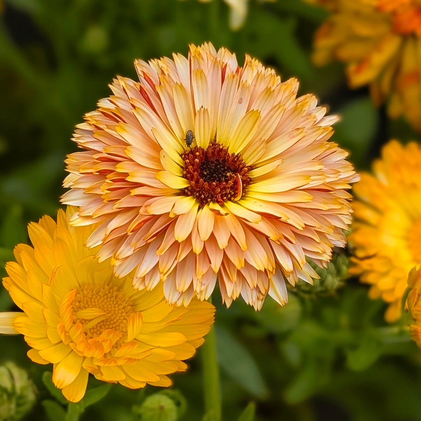 Calendule