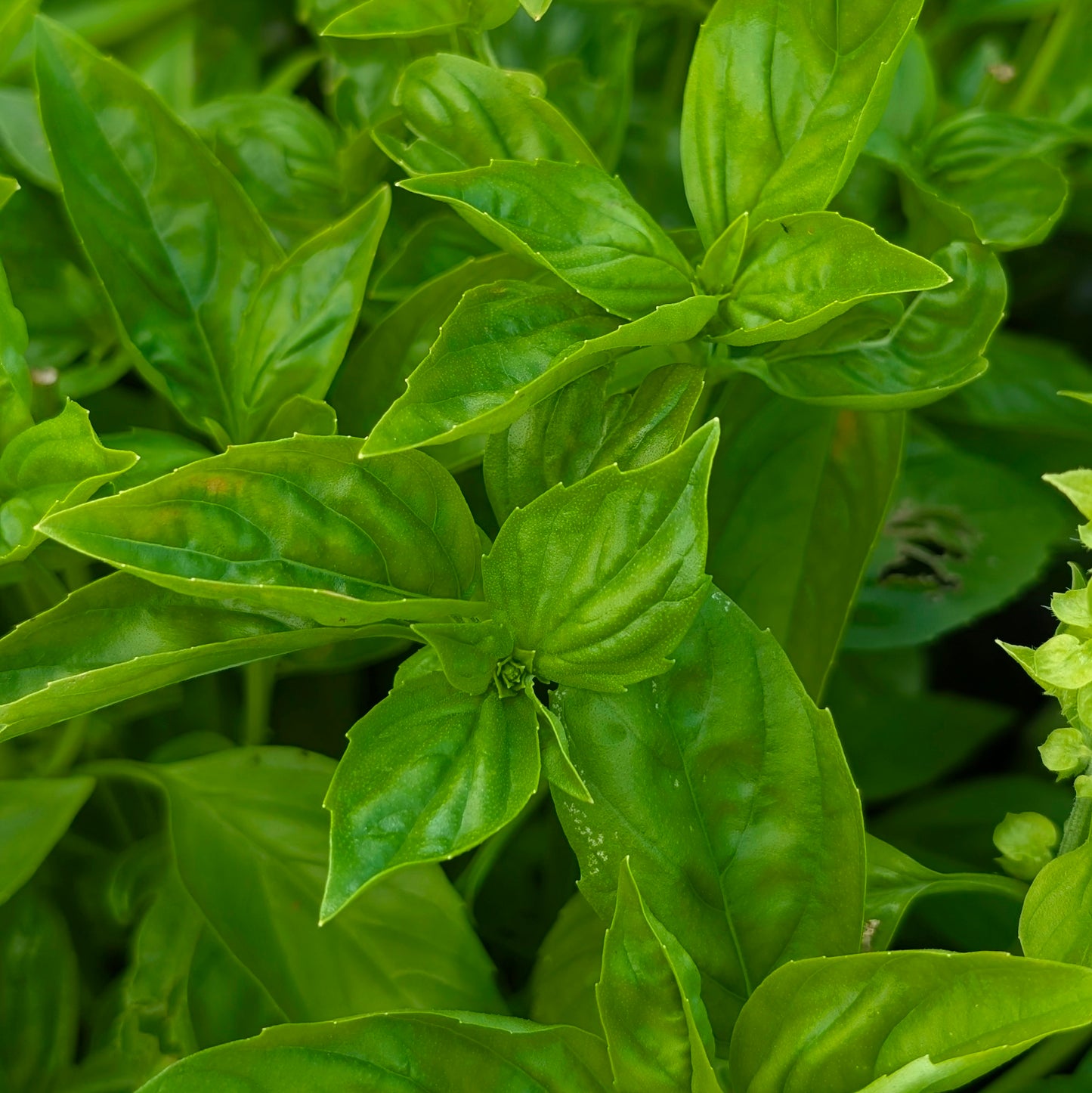 Basilic