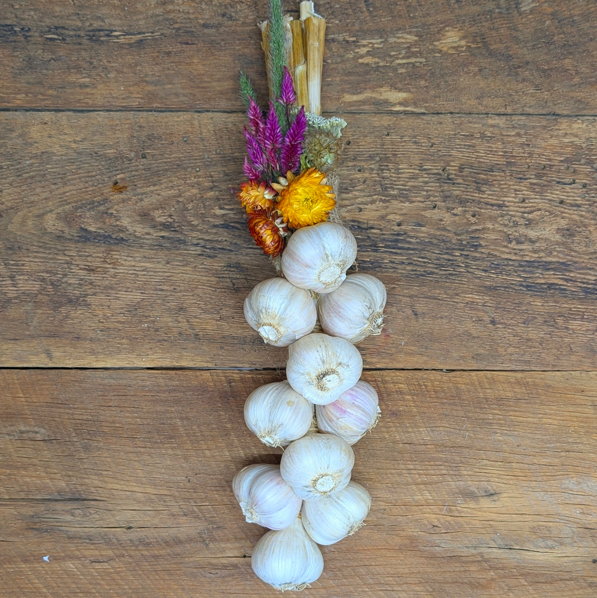 .Ail en bouquet - 10 bulbes
