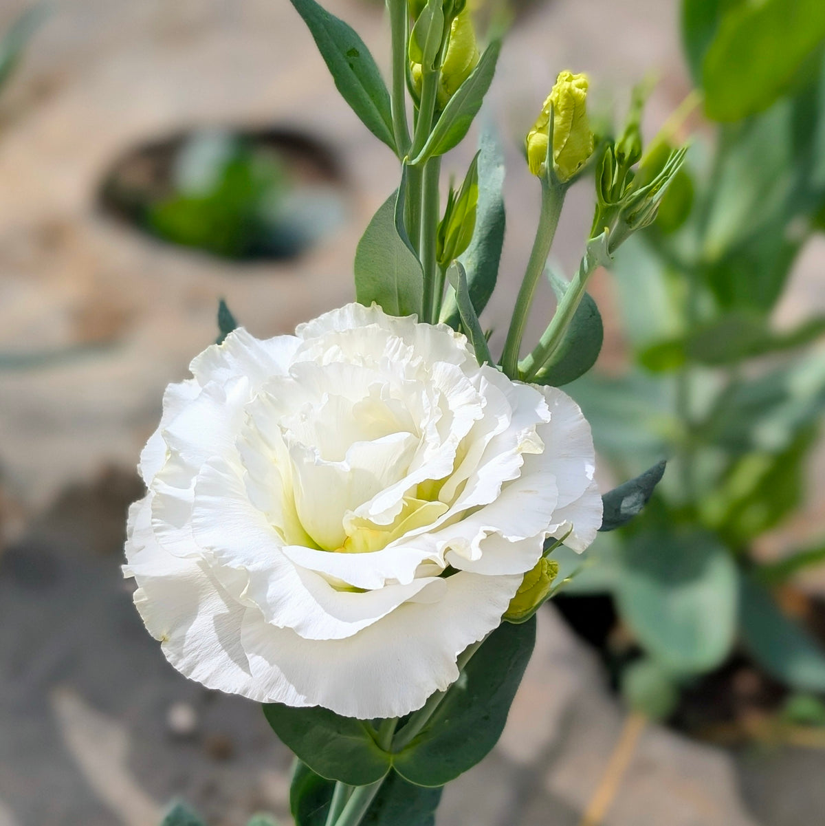 Lisianthus (par tige, tx. incl.)