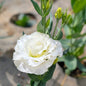 Lisianthus (par tige, tx. incl.)