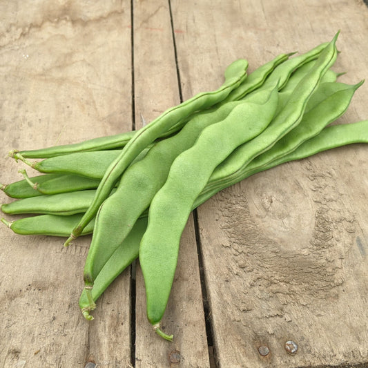 Haricots à rames
