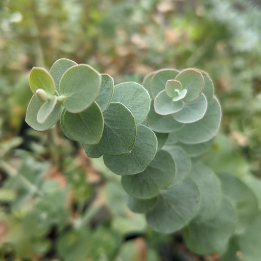 Fleur d'eucalyptus
