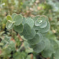 Fleur d'eucalyptus