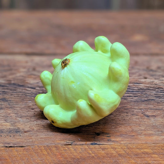 Courgette pâtisson