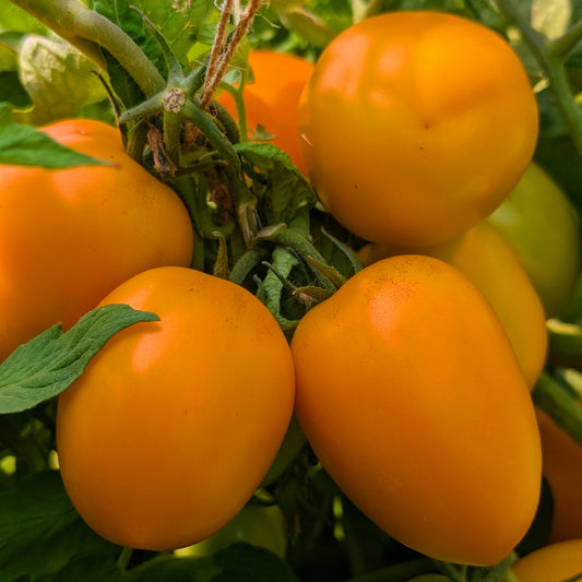 Tomate italienne pour sauce (10lb)