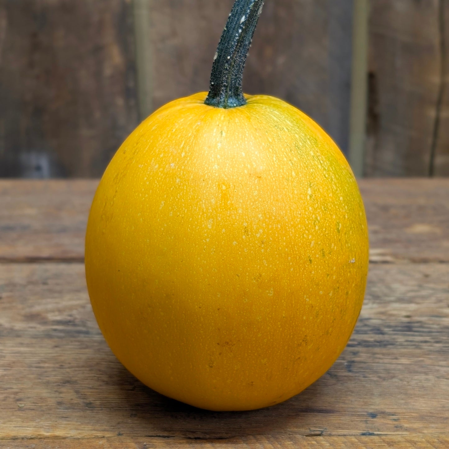 Courge spaghetti