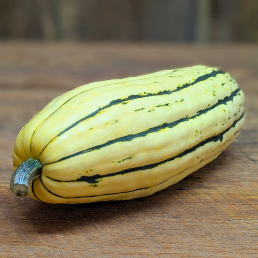 Courge delicata
