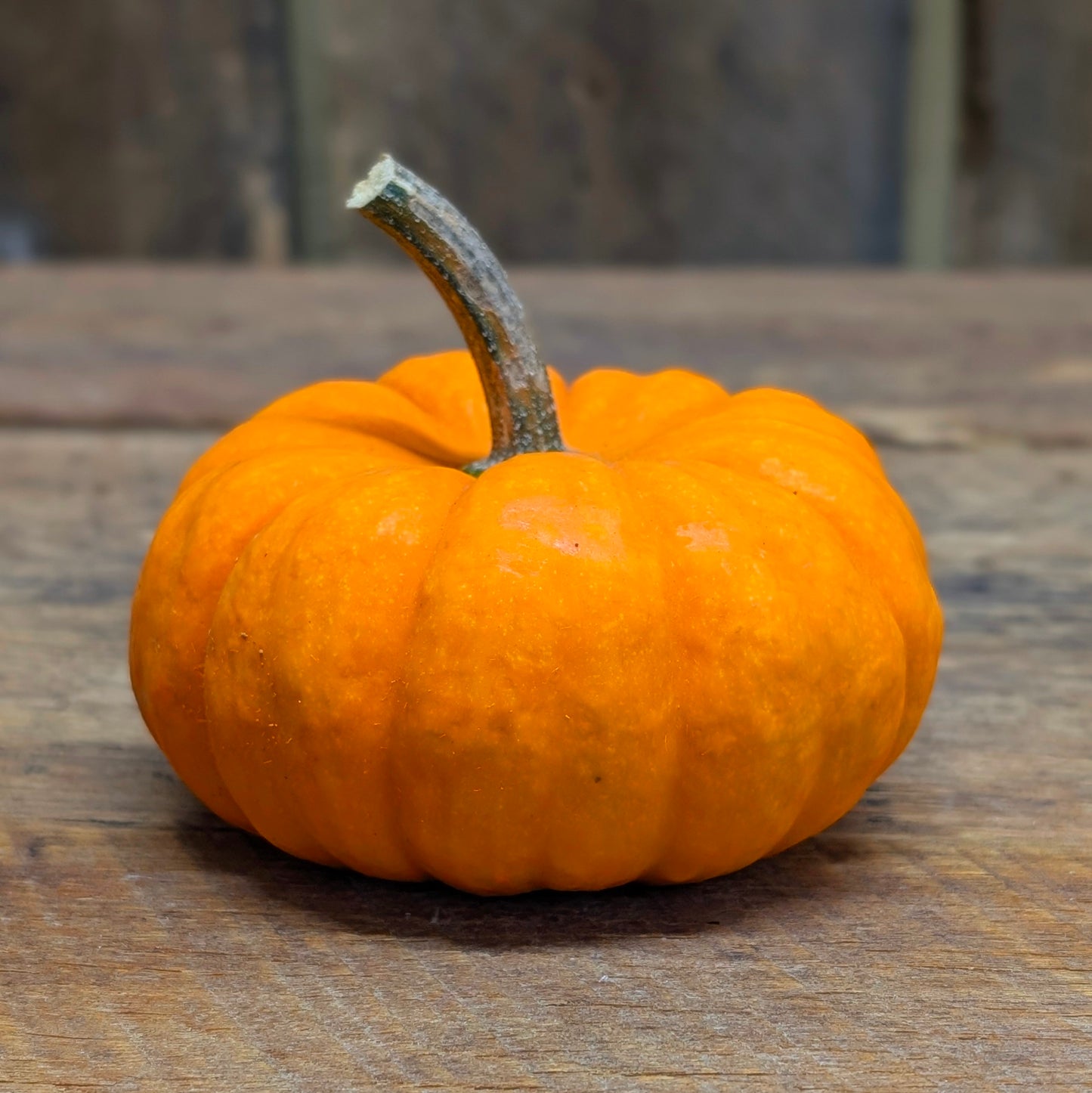 Bébé citrouille - orange
