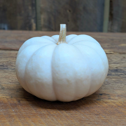 Bébé citrouille - blanche