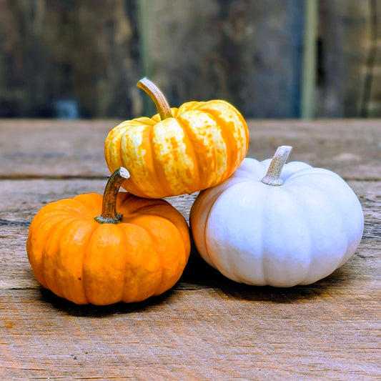 Bébé citrouilles (3 unités)