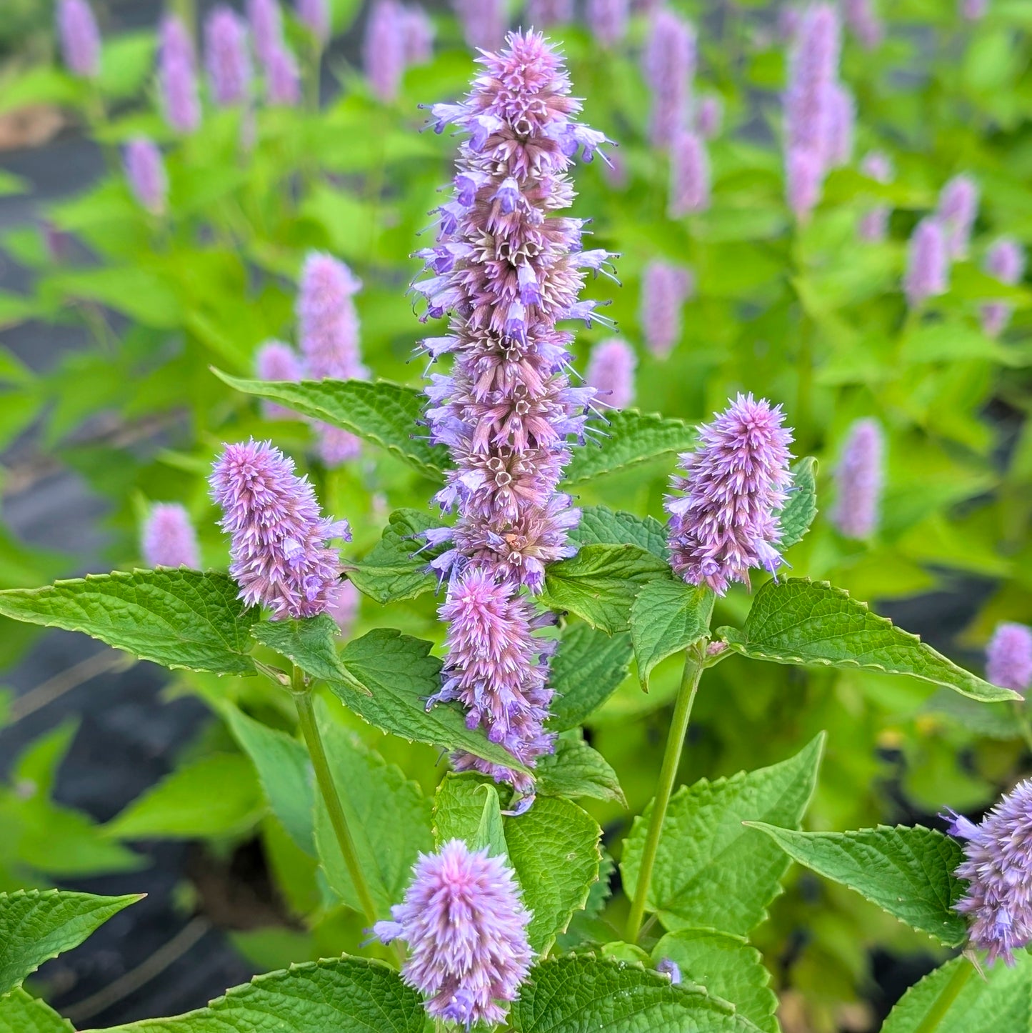 Agastache