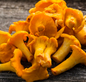 Champignon - Chanterelles