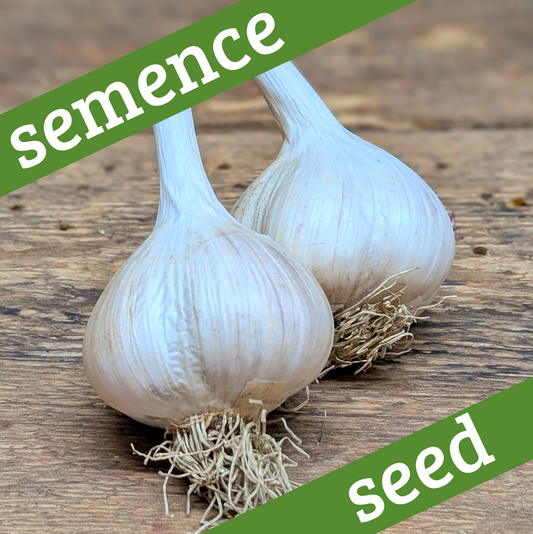 Ail semence (1 lb)