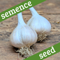 Ail semence (1 lb)