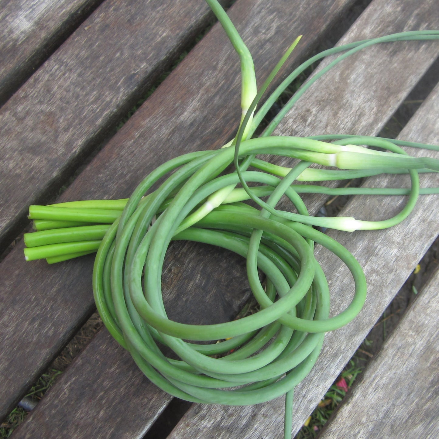 Fleur d'ail