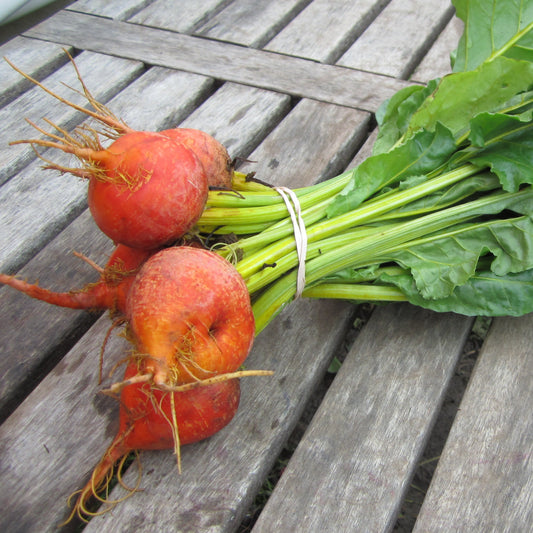 Bettraves jaunes avec feuille