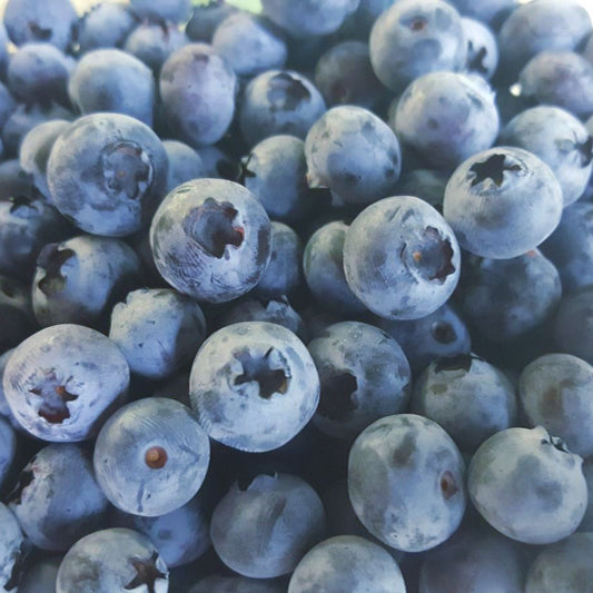 Bleuets du Québec