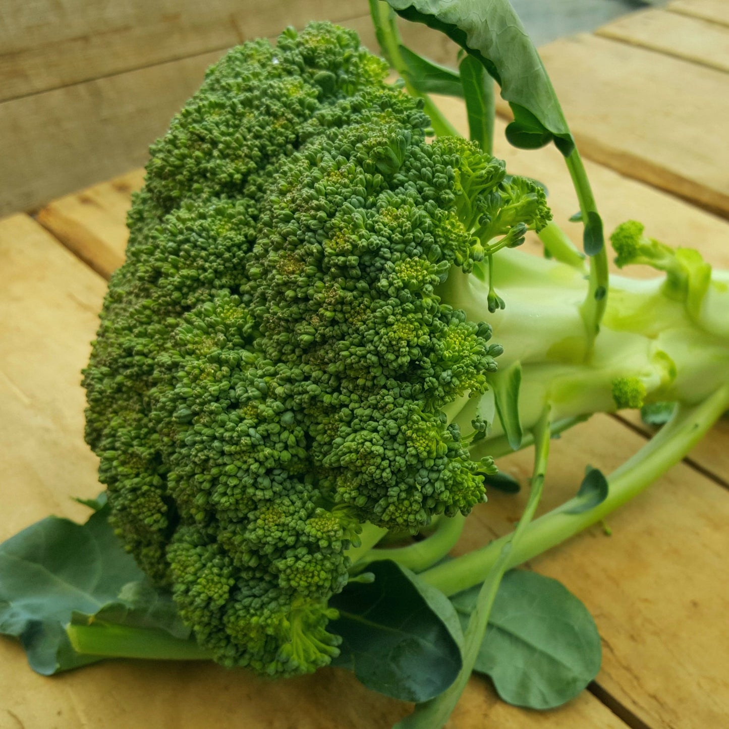 Broccoli
