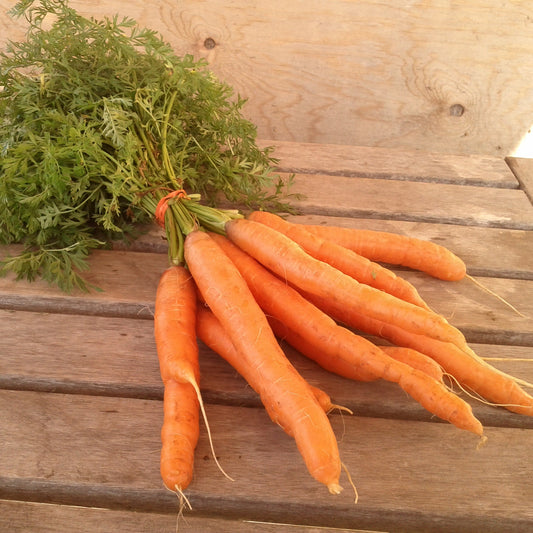 Carottes en botte
