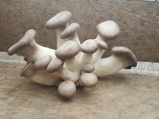 Champignon - pleurote king noir