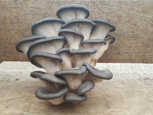 Champignon - Pleurotes bleus
