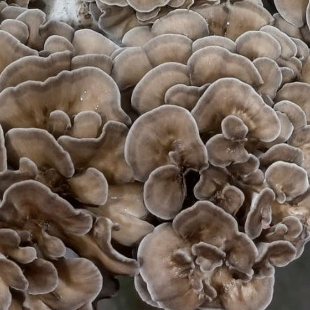 Mushrooms - Maïtake