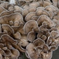 Mushrooms - Maïtake