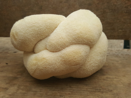Champignon - Crinière de lion