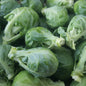 Choux de Bruxelles (1 lb)