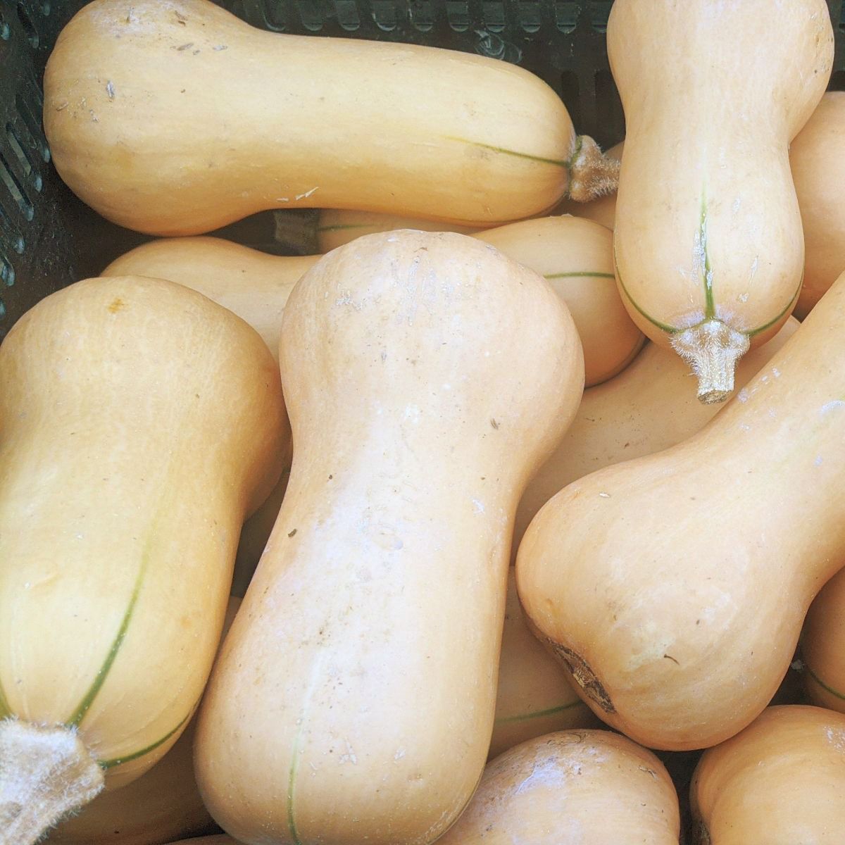 Courge butternut