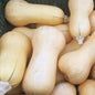 Courge butternut