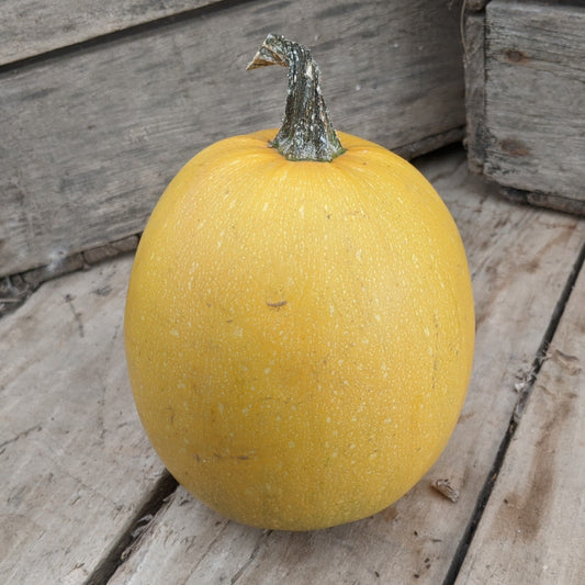 Courge spaghetti