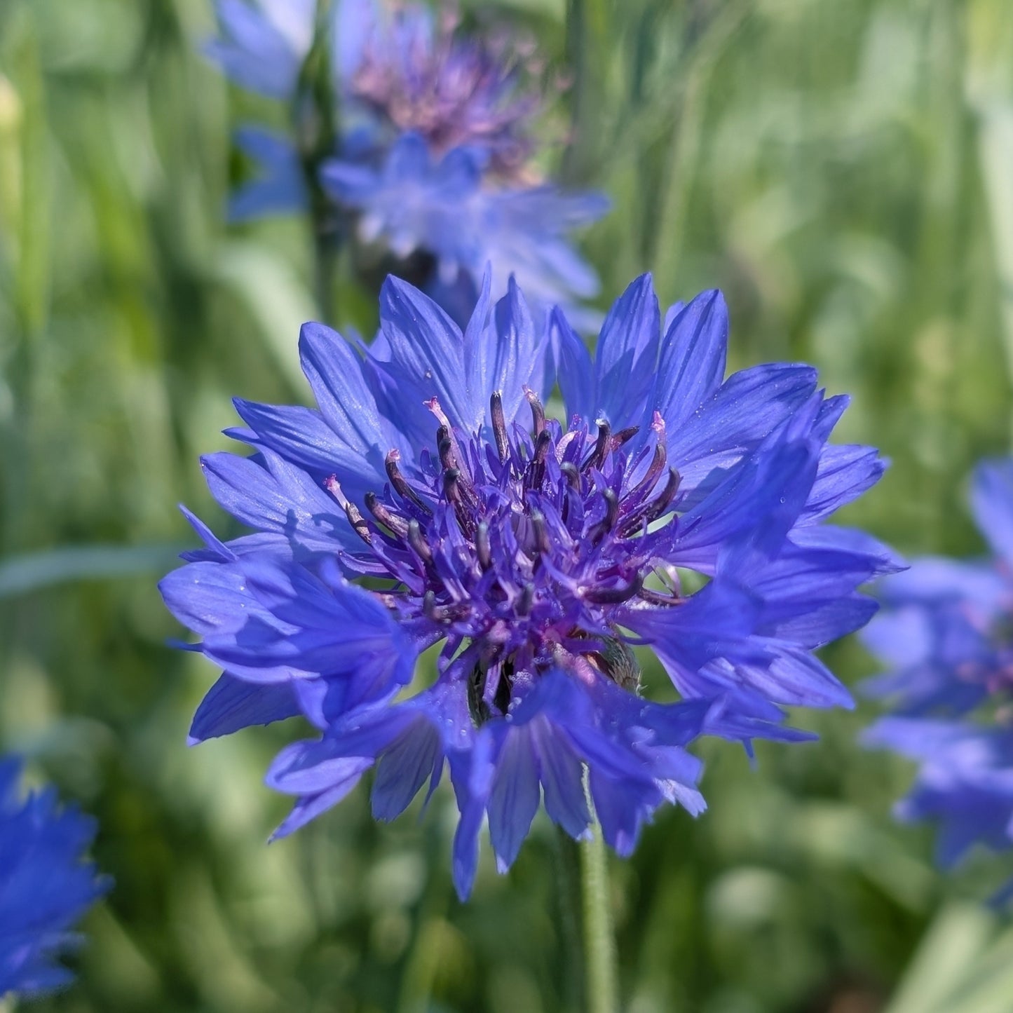 Fleur de centaurée (8 tiges)