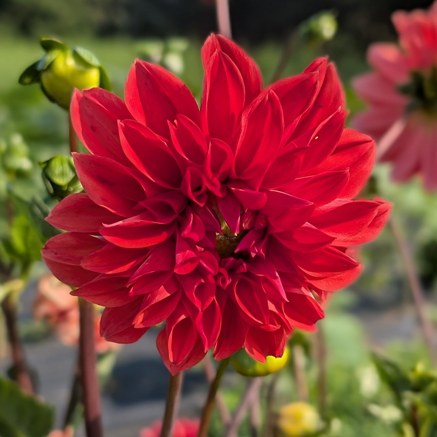 Fleur de dahlia