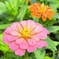 Fleur de zinnia