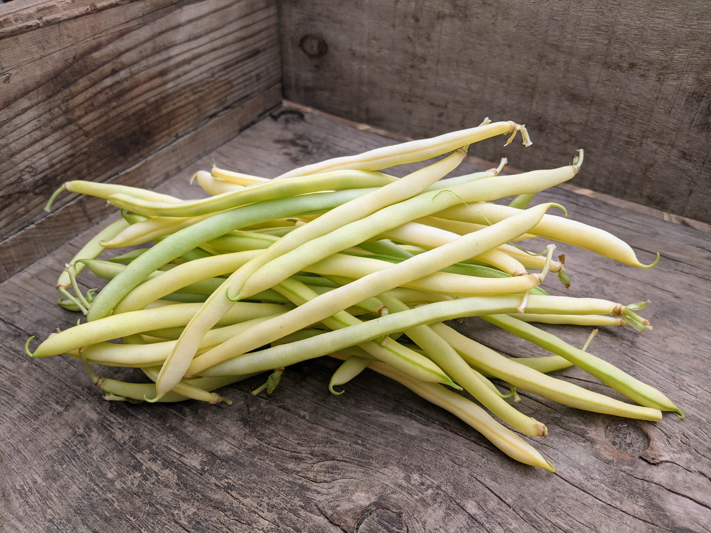 Haricots jaunes