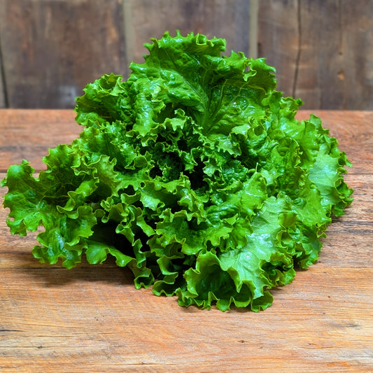 Laitue frisée